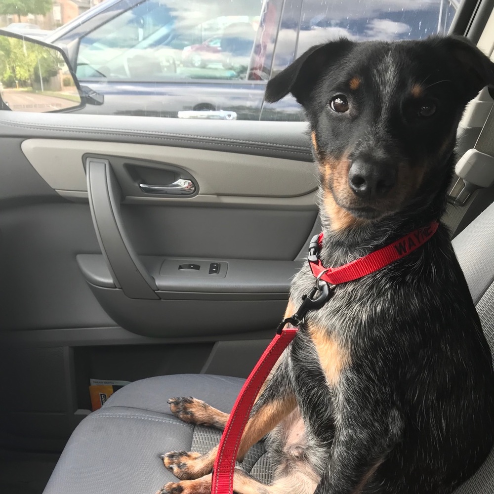 Meet your Posher, Izzy